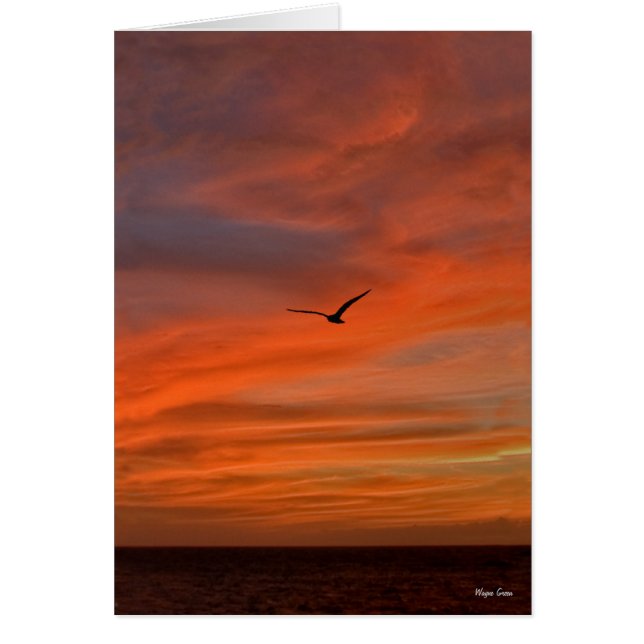 Mouette au coucher du soleil - Côte du Texas (Devant)