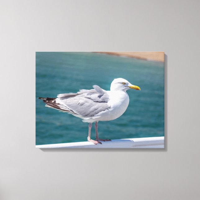 Mouette de mer sur les balustrades vue impression  (Recto)
