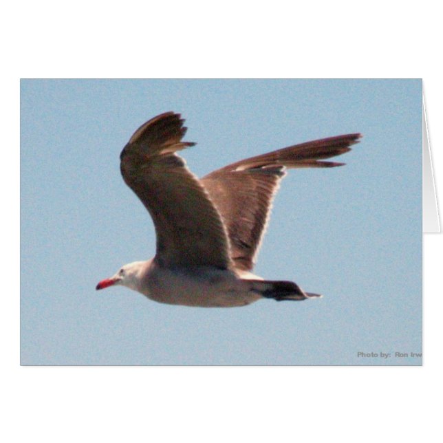 Mouette en vol (Devant horizontal)