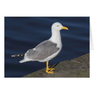 Mouette Jaune-À jambes