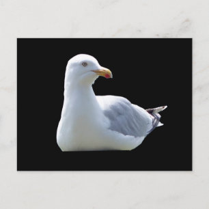 Mouette posant sur une carte postale – Faune Mouet