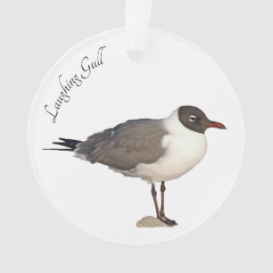 Mouette riante