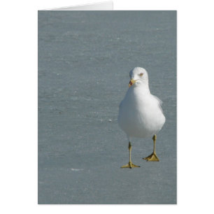 Mouette solitaire sur la glace du fleuve Mississip