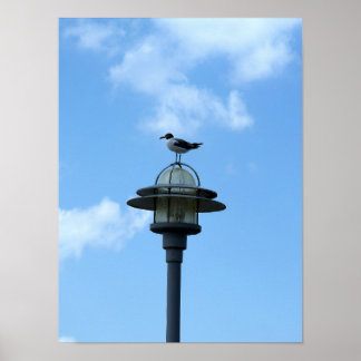 Mouette sur affiche légère
