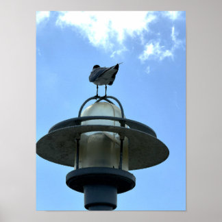 Mouette sur affiche légère