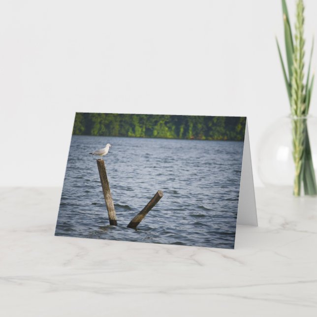 Mouette sur la carte de voeux de courrier (Devant)