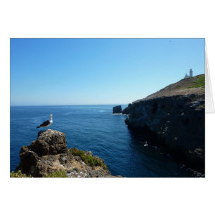 Mouette sur l'île d'Anacapa dans les Channel Islan