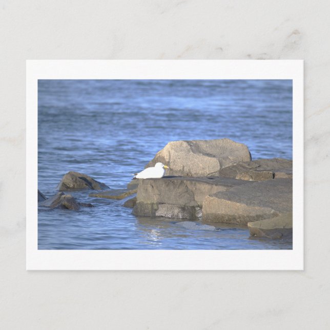 Mouette sur une carte postale de rocher (Devant)