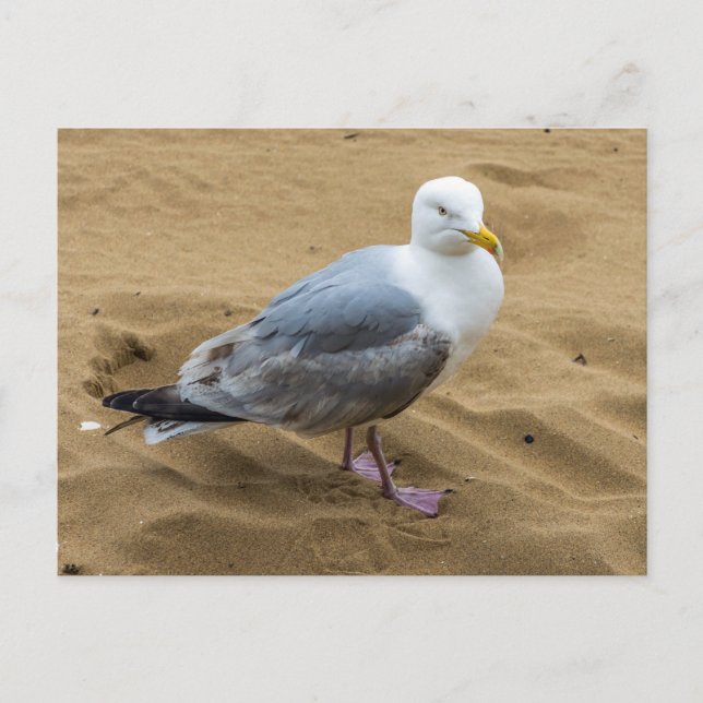 Mouette sur une carte postale vue plage de sable (Devant)