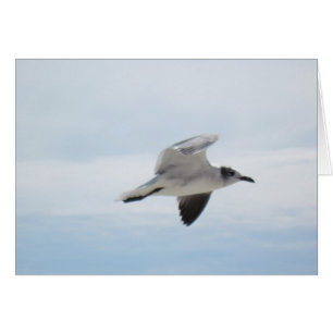 Mouette volante
