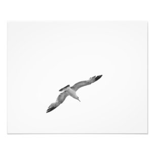 Mouette volante noire et blanche 2 Photo