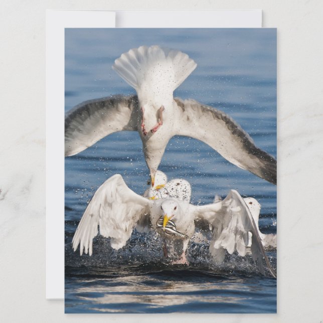 Mouettes de plongée (Devant)