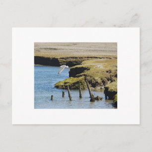 Mouettes en vol Carte postale