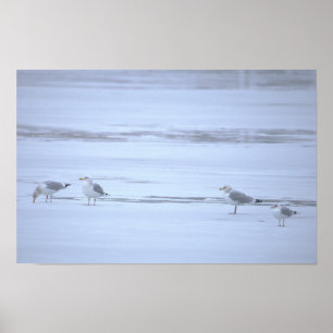 Mouettes sur Affiche d'Eau Glacée