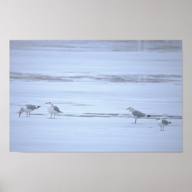 Mouettes sur Affiche d'Eau Glacée (Devant)