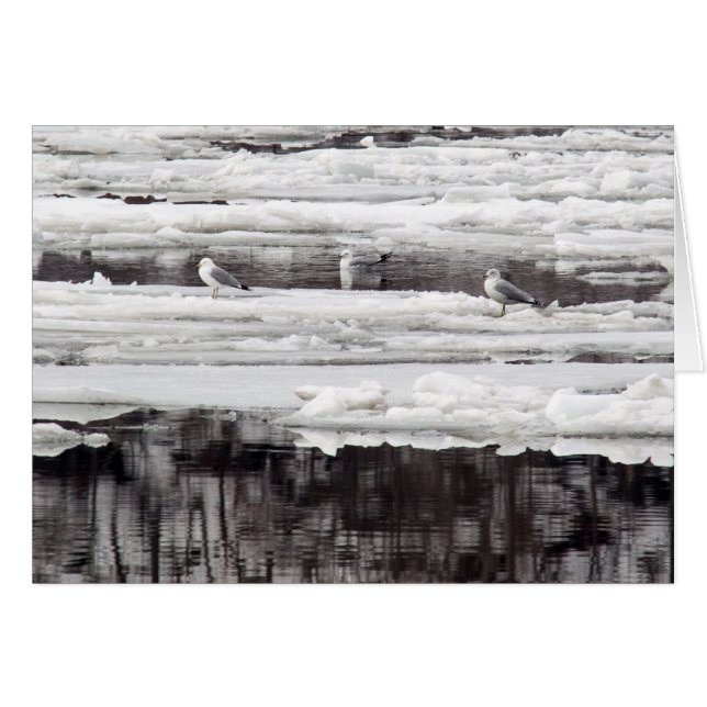 Mouettes Sur Glace (Devant horizontal)