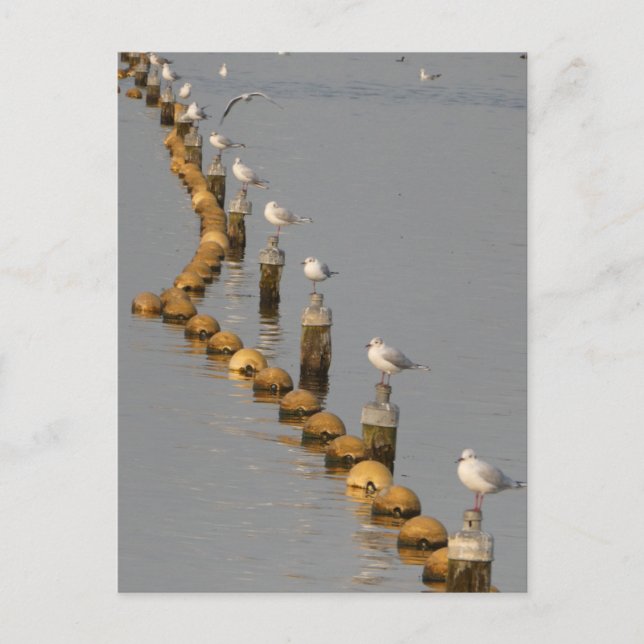 Mouettes sur Poles do-it-yourself Carte postale (Devant)