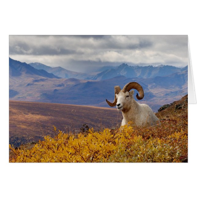 mouflon de Dall, Ovis dalli, bélier (Devant horizontal)