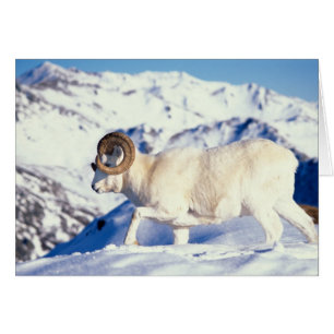 mouflon de Dall, Ovis dalli, bélier à cornes recou