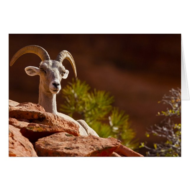 Mouflon du désert (Ovis canadensis nelsoni). (Devant horizontal)