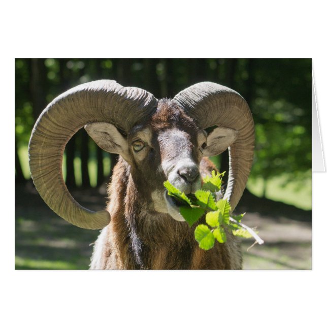 Mouflon Ram (Devant horizontal)
