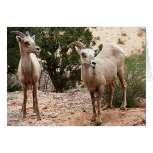 Mouflons drôles à Zion National Park