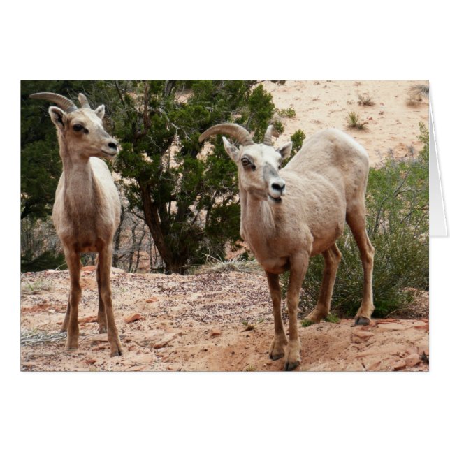 Mouflons drôles à Zion National Park (Devant horizontal)