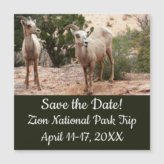 Mouflons drôles à Zion National Park (Devant)