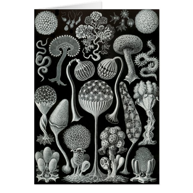 Moules de boue (Devant)