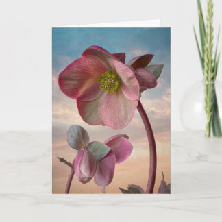 Mountain Beauty Helleborus carte fleurs