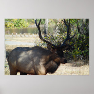 Mountain Bull Elk Photo Nature Wall Poster Mancave