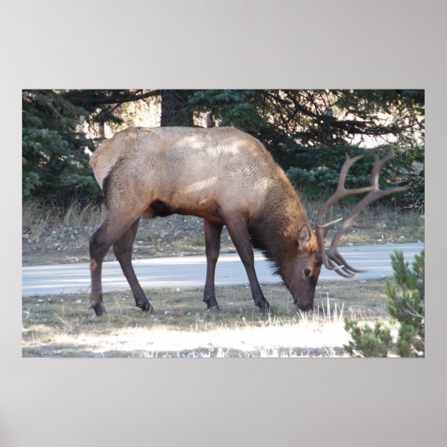 Mountain Bull Elk Photo Nature Wall Poster Mancave (Devant)