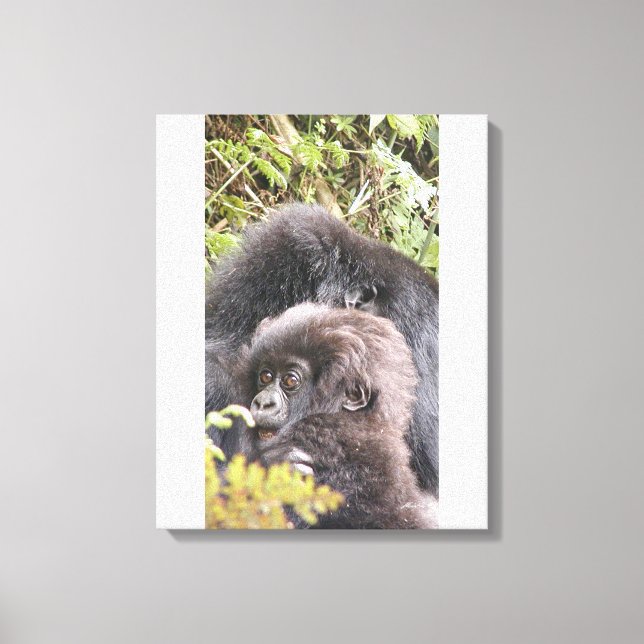 Mountain Gorilla Baby 20 x 40 po. Toile (Recto)