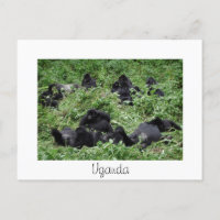 Mountain gorilla group white Uganda carte postale