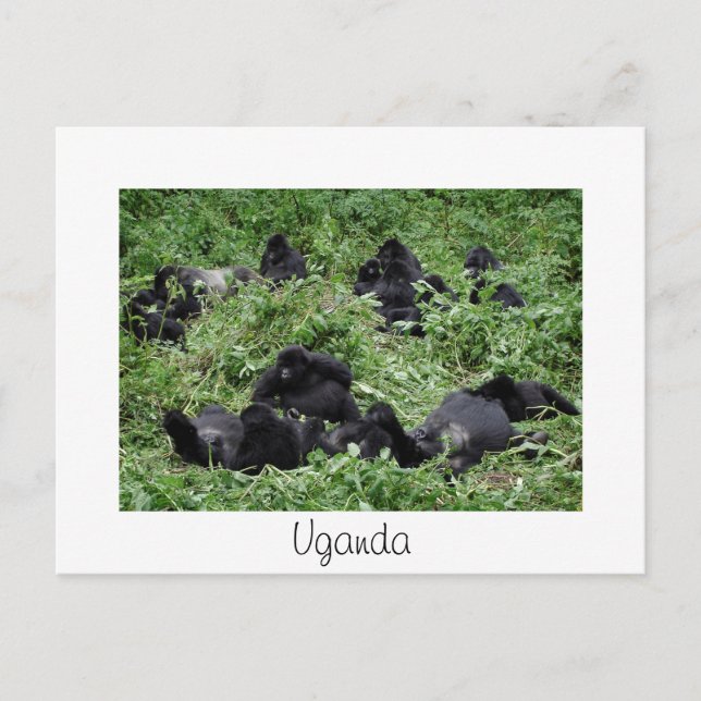 Mountain gorilla group white Uganda carte postale (Devant)