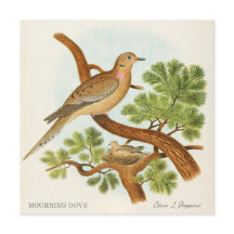 Mourning Dove by Edwin L. Sheppard