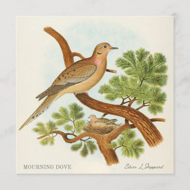 Mourning Dove by Edwin L. Sheppard (Devant)