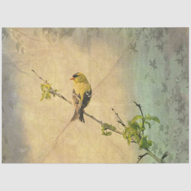 Mousseline American Gold Finch Bird sur le papier de tissus d (Recto)