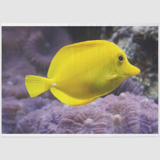 Mousseline aquarium citron papier de tissu de poisson (Recto)