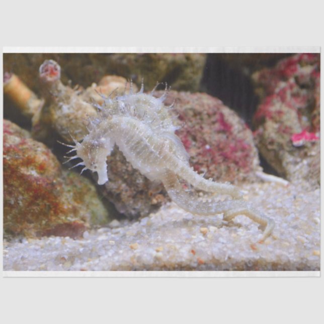 Mousseline aquarium papier de tissu hippocampe (Recto)