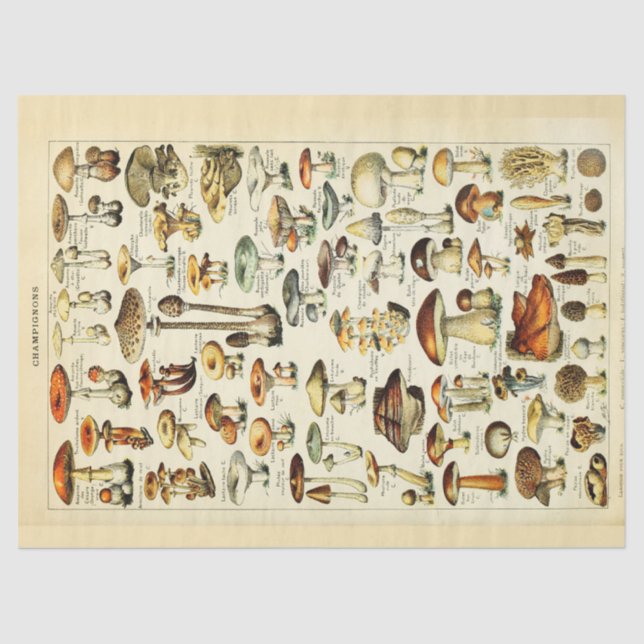 Mousseline Champignons Papier Tissu De Découpage Vintage (Recto)