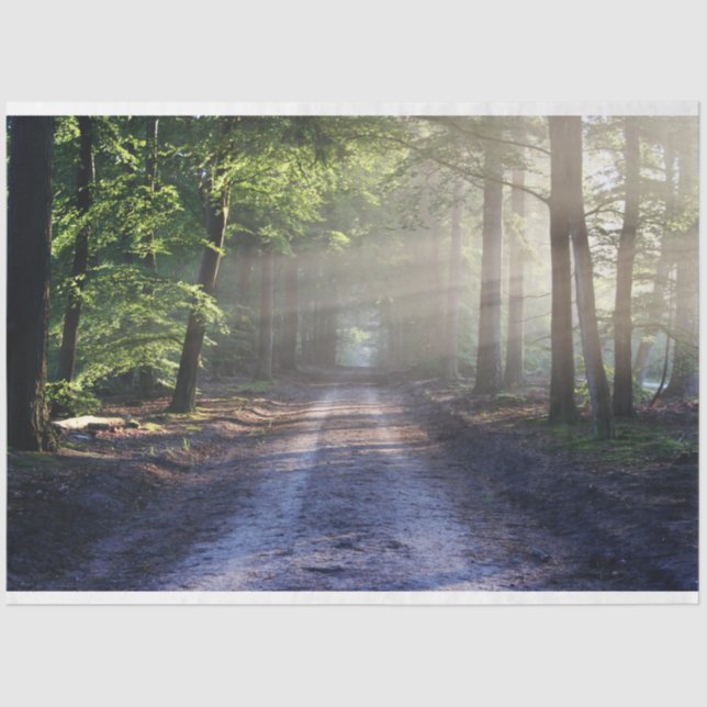 Mousseline Chemin du paysage forestier 24 Feuillet de papier  (Recto)