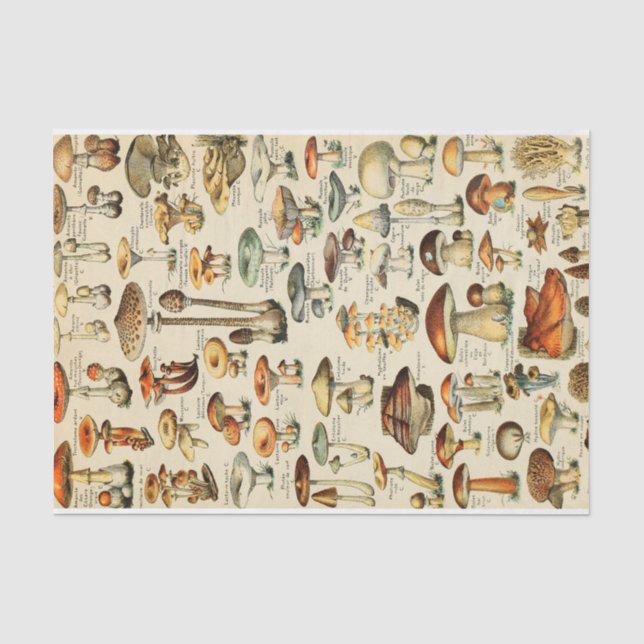 Mousseline Collection de champignons Papier de tissus (Recto)
