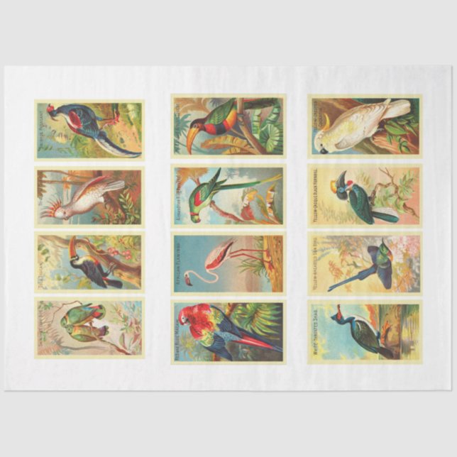 Mousseline Collection d'oiseaux Papier Tissu Découpage Vintag (Recto)
