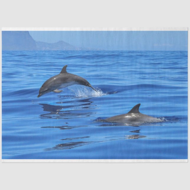 Mousseline Dauphins Natation Océan Découpage Papier Tissu (Recto)