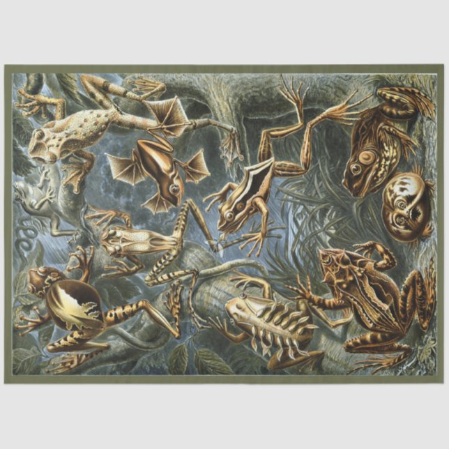 Mousseline Frogs Ernst Haeckel Decoupage Papier de tissus (Recto)