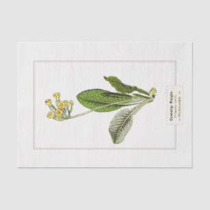 Mousseline Illustration botanique primitive 1885 Papier de ti