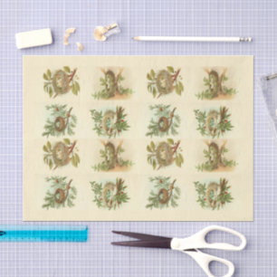 Mousseline Illustrations de nid d'oiseaux vintage Papier de d