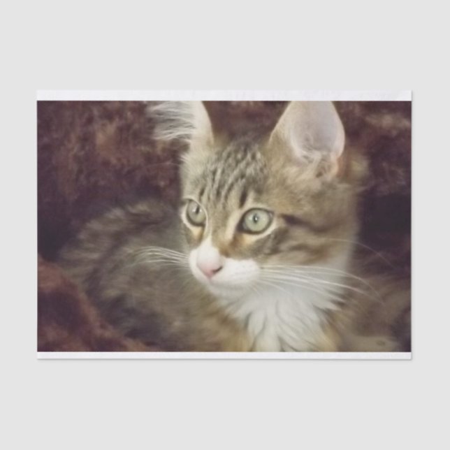 Mousseline Kitten Découpage Papier d'artisanat mobilier Chat (Recto)