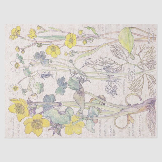 Mousseline Le fleur sauvage de Ranunculus fleurit le papier (Recto)